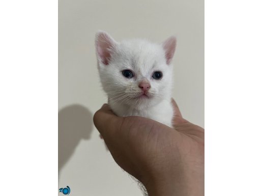 Yeni evini arıyor 