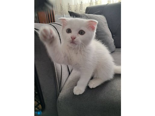 Pamuk