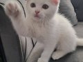 Pamuk
