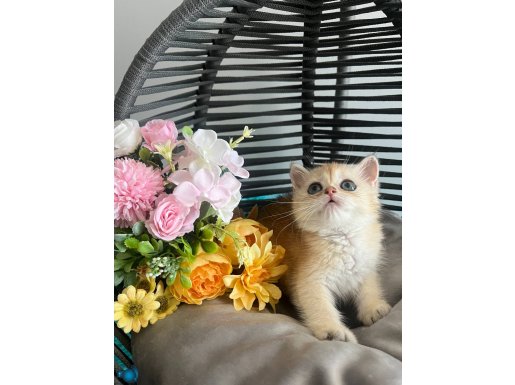 British Shorthair Golden ny12,ny11,by12