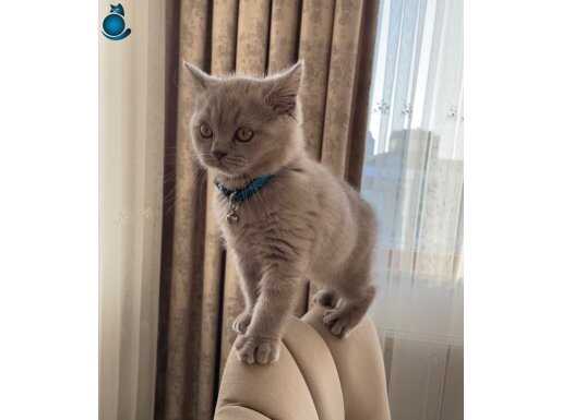 Lilac british shorthair