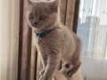 Lilac british shorthair