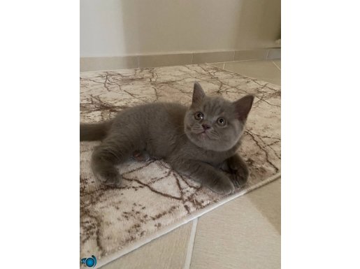 yavrum 2 aylık erkek cok cana yakındır ve uysaldır