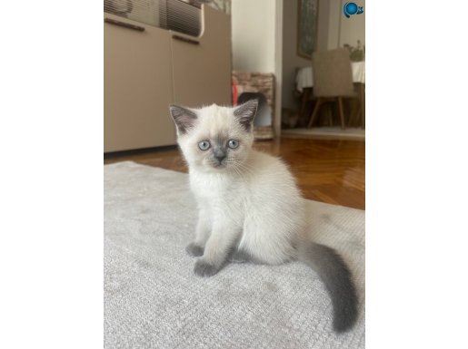BRİTİSH BLUEPOİNT 2 aylık yavrumuza yuva aramaktayız