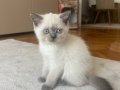 BRİTİSH BLUEPOİNT 2 aylık yavrumuza yuva aramaktayız