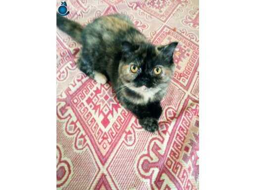Exotic shorthair. Uygun.