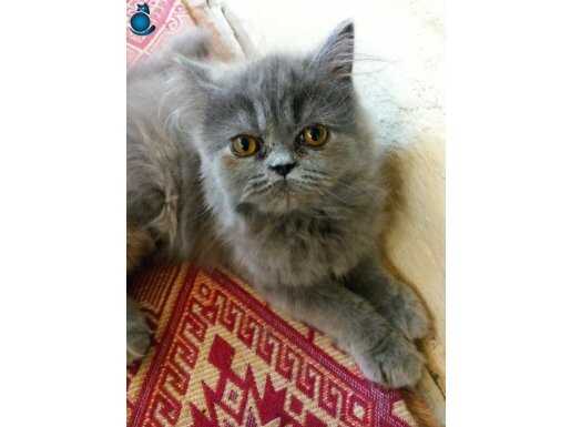 British longhair. Uyugun.