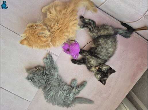 Anne exotic longhair. Baba scotish fold . 2 aylık yavrular.