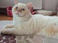 Nadir bulunan red point yavrusu