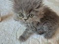 2 aylık yavrular. Anne exotic longhair. Baba scotish fold.