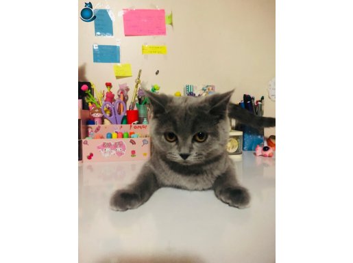 İki british shorthair kedi 