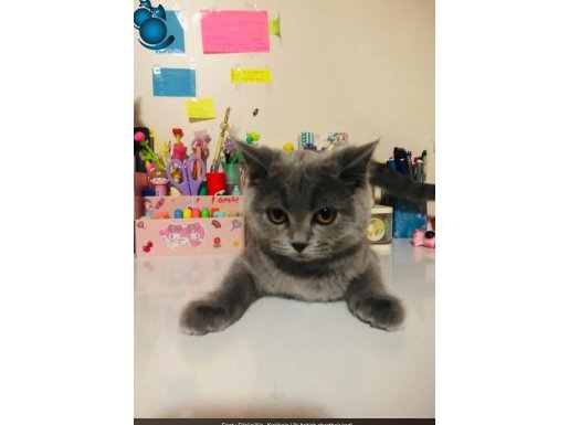 İki british shorthair kedi 