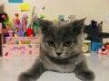 İki british shorthair kedi 