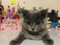 İki british shorthair kedi 