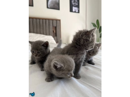 BRİTİSH SHORTHAİR Ücretli 2 aylık yavru 4 tane 