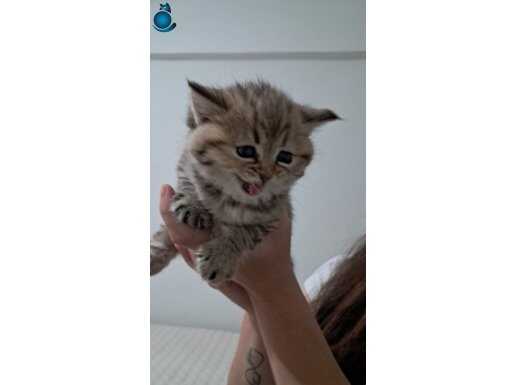 Kedi sahiplendirmw