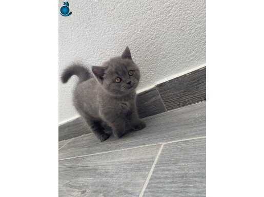 Tatlı yavru Bakmadan geçme 