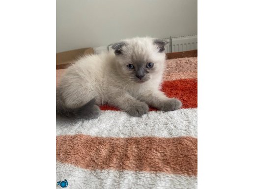 British shorthair sevimli erkek yavru kediler