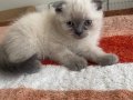 British shorthair sevimli erkek yavru kediler