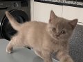 2 AYLIK LİLAC BRİTİSH SHORTHAİR BEBEĞİM