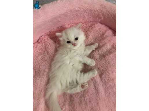saf güzellikte british longhair 