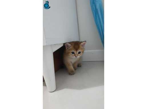 Golden British Shorthair Yavru