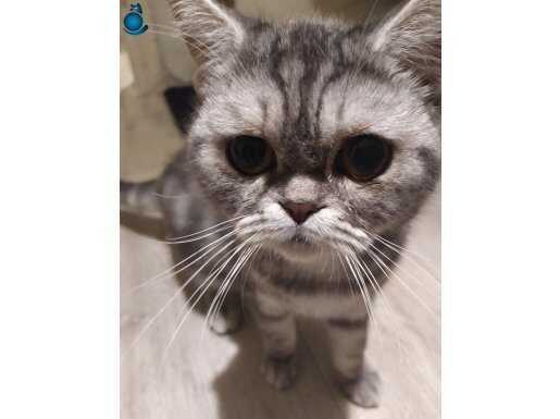 BAL GÖZ AMERİKAN EXOTİC 