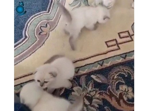 Safkan sevimli yavrular 