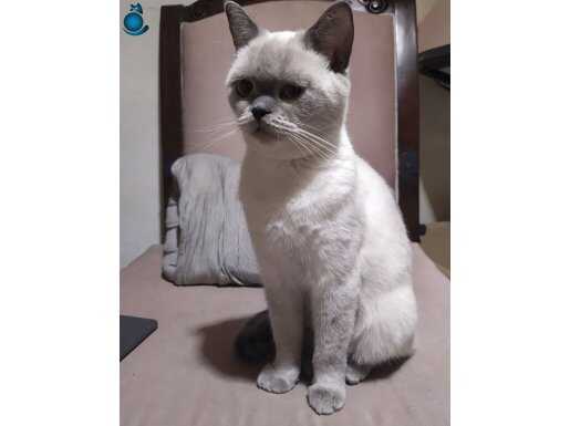 Asil safkan güzel kızıma acil bir yuva!!!!