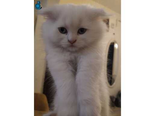 Sevimli top kafa blue point