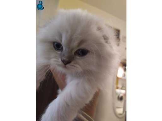 Sevimli top kafa blue point bebek