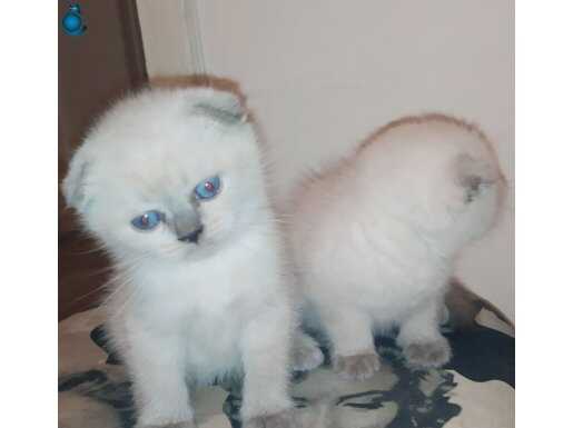 Safkan kalite sevimli bebekler