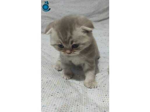 Sevimli top kafa güzel bebeğim 