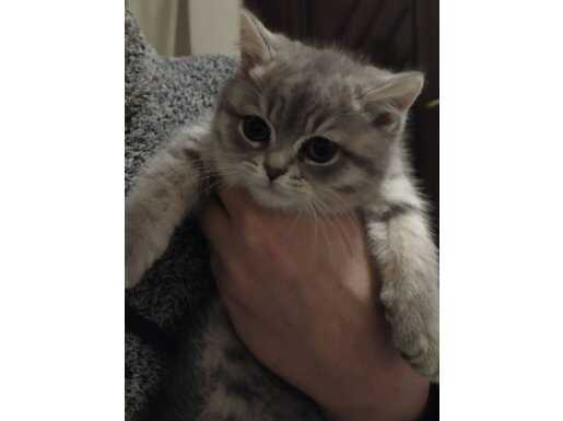 Top Kafa British Shorthair | Fatih Lokasyon Orijinal Güzellik