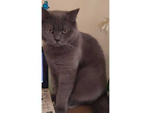 Safkan güzel cocuklarim