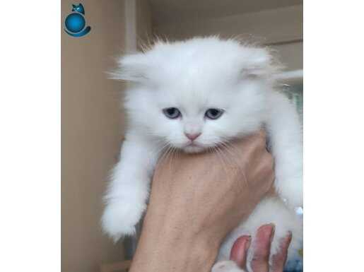 Safkan sevimli güzel kızım 