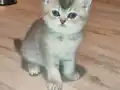 Sevimli top kafa yavrular