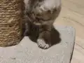 Sevimli top kafa yavrular