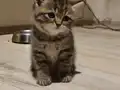 Sevimli top kafa yavrular