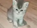 Sevimli top kafa yavrular
