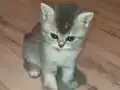 Sevimli Top Kafalar