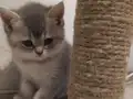 Ballı lokma tatlısı
