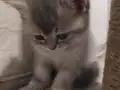 Ballı lokma tatlısı