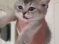 Ballı lokma tatlısı