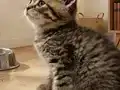 SEVİMLİ TOP KAFALAR 