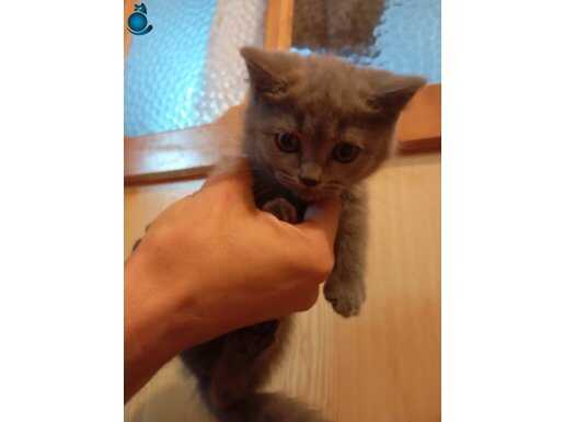 3 aylık british shorthair
