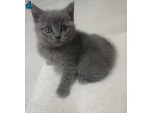 Güzel yavrular sadece güzel ailesine!