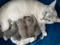 British Shorthair Lilac Yavrular Mavi Gözlü Sağlıklı ????