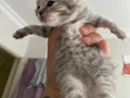 British Shorthair Lilac Yavrular Mavi Gözlü Sağlıklı ????