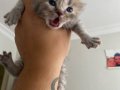 British Shorthair Lilac Yavrular Mavi Gözlü Sağlıklı ????